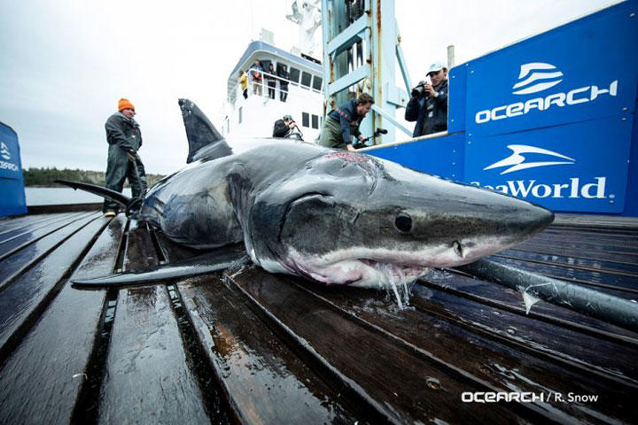 交尾をめぐって噛みつき合う 暴力まみれのサメの日常 ワールド 最新記事 ニューズウィーク日本版 オフィシャルサイト