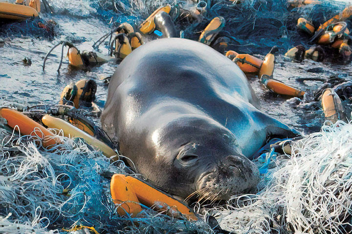 このアザラシ 海鳥 ウミガメを直視できるか プラスチック危機の恐るべき脅威 ワールド 最新記事 ニューズウィーク日本版 オフィシャルサイト