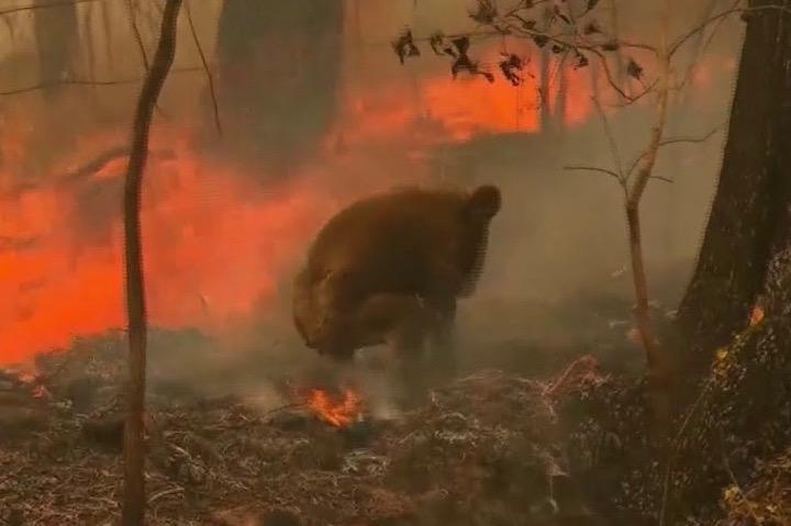 コアラ受難 オーストラリアの山火事で絶滅の危機 ワールド 最新記事 ニューズウィーク日本版 オフィシャルサイト