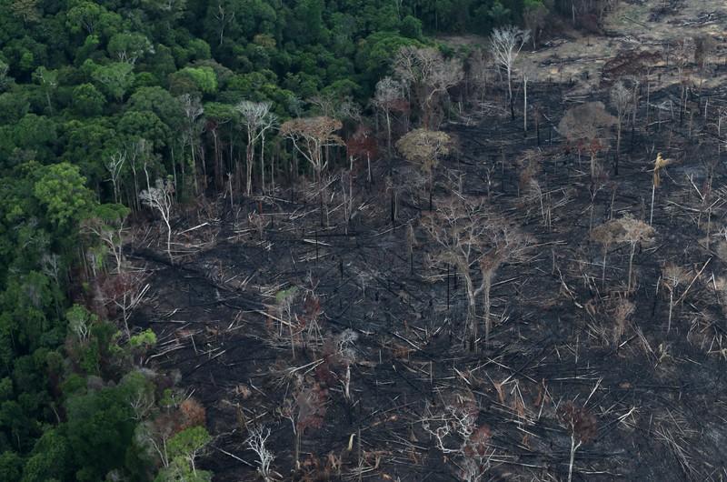 アマゾン森林破壊 過去10年で最悪 ボルソナロ政権の開発優先政策が影響か ニューズウィーク日本版 オフィシャルサイト