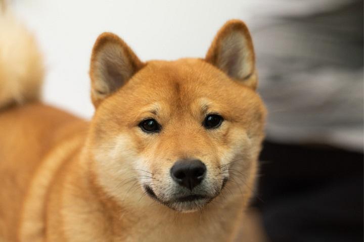 車にはねられた柴犬 あるものに挟まって驚きの生還 ワールド 最新記事 ニューズウィーク日本版 オフィシャルサイト