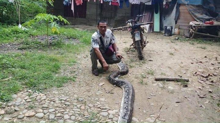 丸呑み ヘビ 「巨大ニシキヘビが人を丸呑みした写真」は本物か