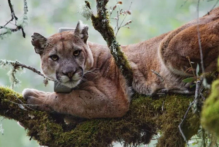 アメリカ大陸最大のネコ科動物を脅かす水銀の霧 ニューズウィーク日本版 オフィシャルサイト