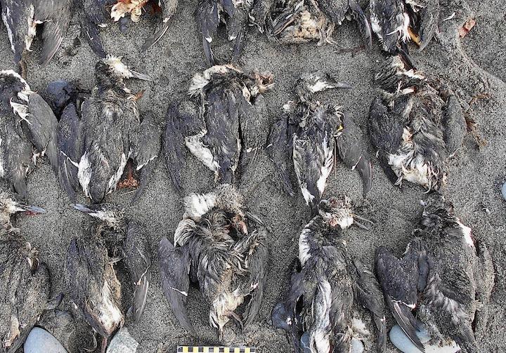 海洋熱波によりおよそ100万羽のウミガラスが餓死していた ニューズウィーク日本版 オフィシャルサイト 海洋熱波によりおよそ100万羽のウミガラスが餓死していた ニューズウィーク日本版 オフィシャルサイト
