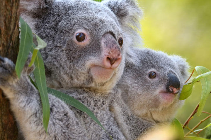 オーストラリア森林火災 動物の犠牲は5億匹 ワールド 最新記事 ニューズウィーク日本版 オフィシャルサイト