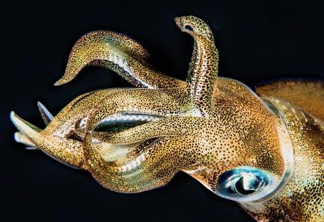 イカはイヌに匹敵する複雑な神経系を持っている ニューズウィーク日本版 オフィシャルサイト