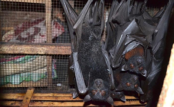 今日も市場で生きてるコウモリ販売するインドネシア 新型コロナ感染ゼロの理由とは ワールド 最新記事 ニューズウィーク日本版 オフィシャルサイト