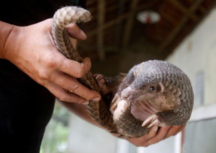 コウモリ 食べる ウイルス コロナ