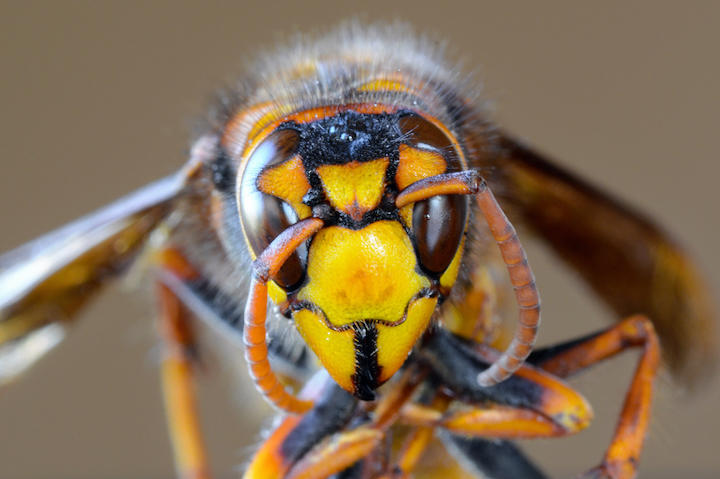 スズメバチが生きたままカマキリに食べられる動画が アメリカでバズる理由 ワールド 最新記事 ニューズウィーク日本版 オフィシャルサイト