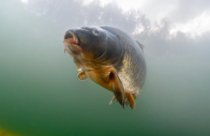 孤立した湖や池に魚はどうやって移動する ようやくプロセスが明らかに ワールド 最新記事 ニューズウィーク日本版 オフィシャルサイト