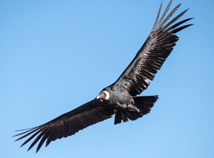 世界最大級の鳥コンドル 5時間 170キロ 羽ばたかずに飛行していた ニューズウィーク日本版 オフィシャルサイト
