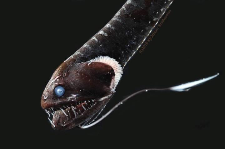 光を99 吸収 最も黒い深海魚が発見される ワールド 最新記事 ニューズウィーク日本版 オフィシャルサイト