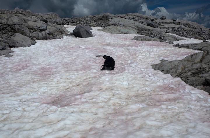 血に染まったような赤い雪景色がアルプス山脈の氷河で観測される ニューズウィーク日本版 オフィシャルサイト