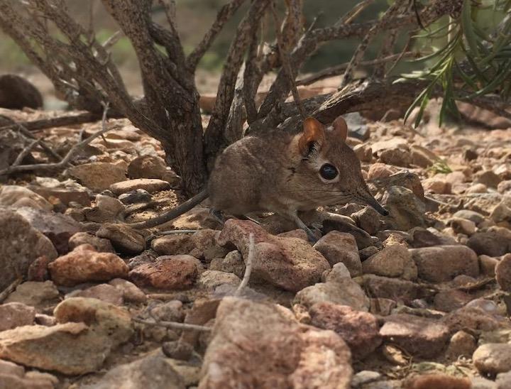 手に乗る大きさのゾウの仲間 約50年ぶりにアフリカ東部で見つかる ワールド 最新記事 ニューズウィーク日本版 オフィシャルサイト