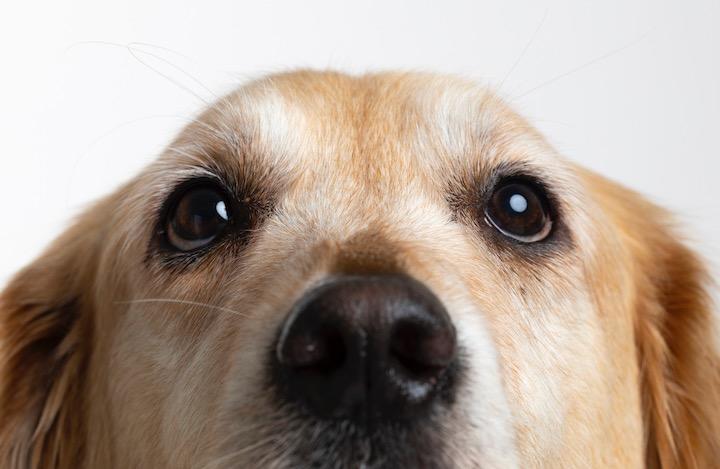 フィンランドの空港で犬の嗅覚による新型コロナ感染者検知がはじまった ワールド 最新記事 ニューズウィーク日本版 オフィシャルサイト