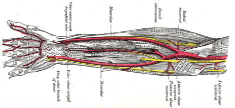 ヒトが進化している証拠 前腕に動脈を3本持つ人が増えている ニューズウィーク日本版 オフィシャルサイト