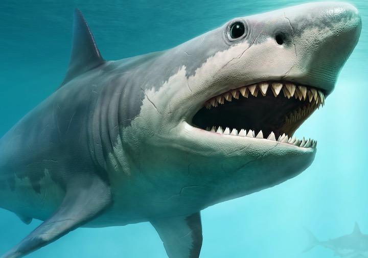 巨大な古代サメ メガロドン は体長15メートル との推定結果が示される ニューズウィーク日本版 オフィシャルサイト