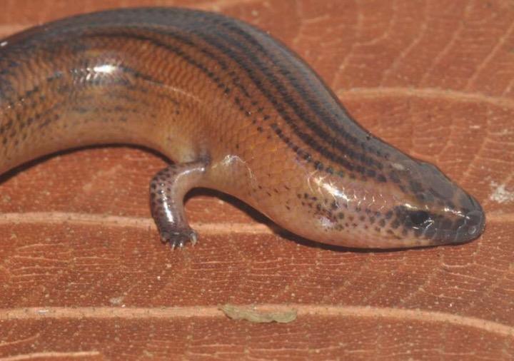 ヘビ トカゲ 進化の過程で四肢をなくし 再び取り戻した例外的な生物 ニューズウィーク日本版 オフィシャルサイト