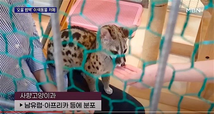韓国 コロナ禍で動物たちが危ない 潰れる動物園 規制のない動物カフェ ニューズウィーク日本版 オフィシャルサイト