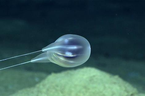 カリブ海の深海で熱気球のような新種の有櫛動物が発見される