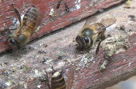 ミツバチが動物の糞を巣に置いてオオスズメバチからの攻撃を阻止していた