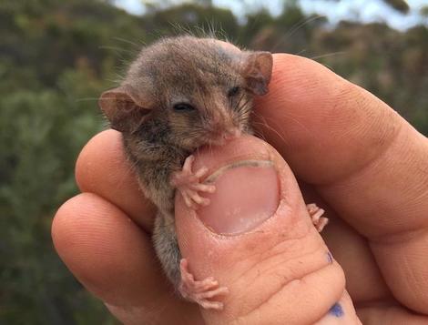 絶滅していなかった 世界最小の有袋類ピグミーポッサム発見される ニューズウィーク日本版 オフィシャルサイト 絶滅していなかった 世界最小の有袋類ピグミーポッサム発見される ニューズウィーク日本版 オフィシャルサイト