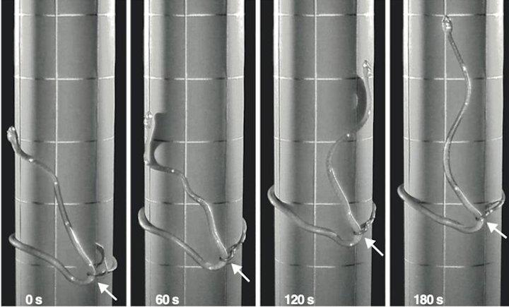 ヘビの 第5の移動方式 が発見される 木を登るための 投げ縄 方式 ワールド 最新記事 ニューズウィーク日本版 オフィシャルサイト ヘビの 第5の移動方式 が発見される 木を登るための 投げ縄 方式 ワールド 最新記事 ニューズウィーク日本版 オフィシャルサイト