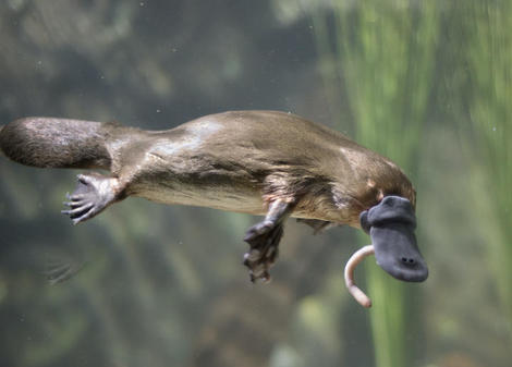 地球上で最も奇妙な動物 カモノハシの全ゲノムをマッピングすることに成功 ワールド 最新記事 ニューズウィーク日本版 オフィシャルサイト 地球上で最も奇妙な動物 カモノハシの全ゲノムをマッピングすることに成功 ワールド 最新記事 ニューズウィーク日本版 オフィシャルサイト