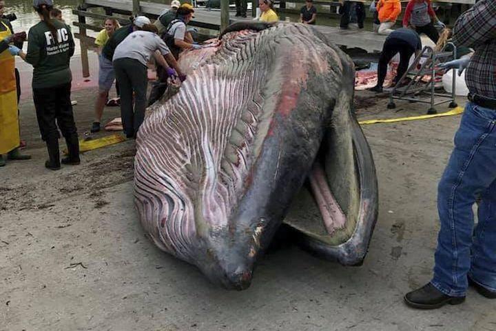 米フロリダ州に座礁したクジラは新種だった ワールド 最新記事 ニューズウィーク日本版 オフィシャルサイト
