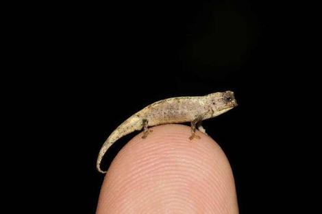 世界最小のカメレオンが発見される...... 約1万1500種の爬虫類の中で最も小さい