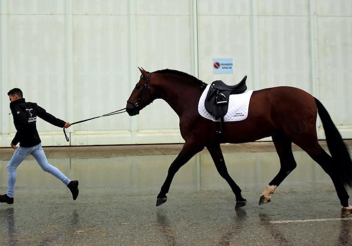 スペインの馬 スペインの馬