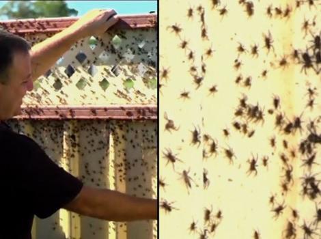 洪水でクモ大量出現、世界で最も危険な殺人グモも：シドニー