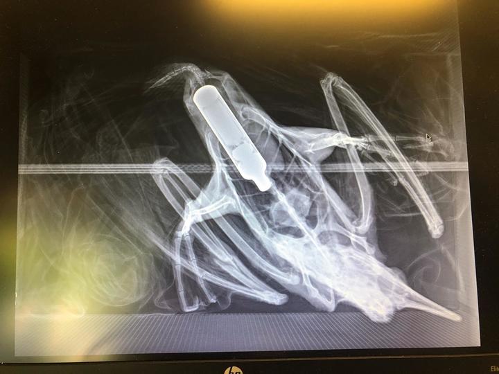 ペン型電子タバコを飲み込んだ若鳥が餓死 ニューズウィーク日本版 オフィシャルサイト