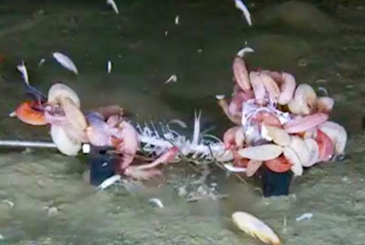 水深6000メートル超の超深海帯で死肉をたいらげる新種のエビの近縁種が見つかる ニューズウィーク日本版 オフィシャルサイト 水深6000メートル超の超深海帯で死肉をたいらげる新種のエビの近縁種が見つかる ニューズウィーク日本版 オフィシャルサイト