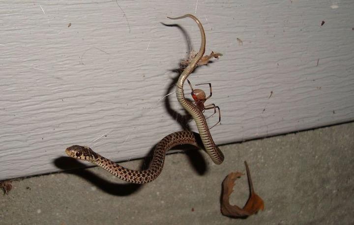 閲覧ご注意 ヘビを捕食するクモが世界中で確認されている ニューズウィーク日本版 オフィシャルサイト 閲覧ご注意 ヘビを捕食するクモが世界中で確認されている ニューズウィーク日本版 オフィシャルサイト
