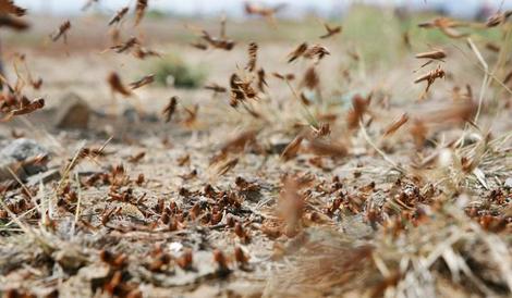 今度は米西部でバッタが大発生、繰り返される厄災にどう対処すべきか - Newsweekjapan