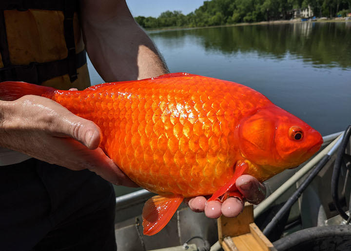金魚を湖に放さないで 巨大金魚繁殖でミネソタ州の市が住民に訴え ニューズウィーク日本版 オフィシャルサイト