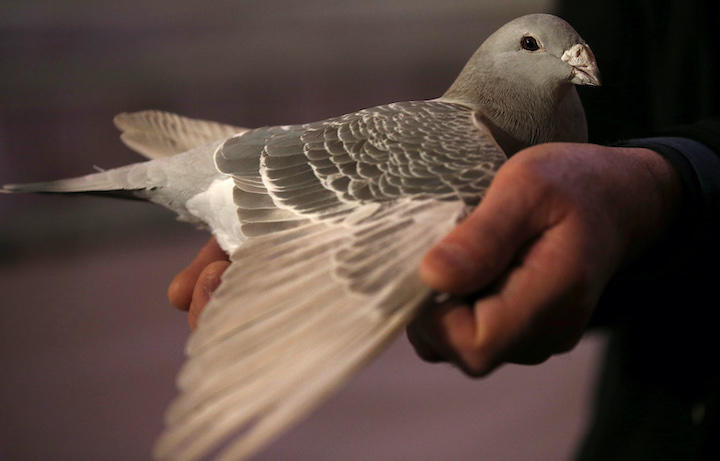 大量のレース鳩がこつぜんと消えたミステリー ニューズウィーク日本版 オフィシャルサイト