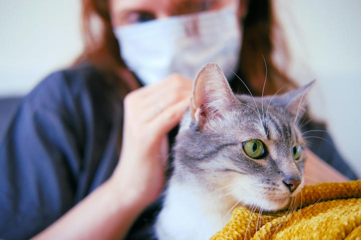 知らぬ間に進むペットのコロナ感染 感染者と同居の猫6割 犬4割が陽性 ニューズウィーク日本版 オフィシャルサイト