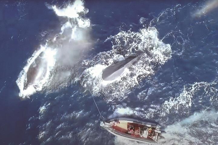 誰にも聞こえない周波数で歌う世界一孤独な 52ヘルツのクジラ の謎 ニューズウィーク日本版 オフィシャルサイト 誰にも聞こえない周波数で歌う世界一孤独な 52ヘルツのクジラ の謎 ニューズウィーク日本版 オフィシャルサイト