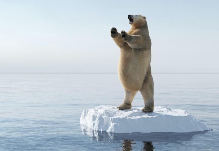 ホッキョクグマは道具を使って狩りをする イヌイットの伝承は真実だっ