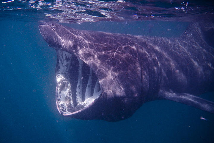 至近距離に絶滅危惧種の巨大サメ 摂餌シーン撮影の裏側 ニューズウィーク日本版 オフィシャルサイト