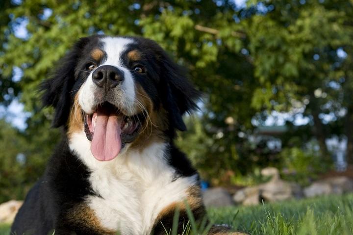 家族を優しく守ってくれる 吠えない 大型犬 ニューズウィーク日本版 オフィシャルサイト 家族を優しく守ってくれる 吠えない 大型犬 ニューズウィーク日本版 オフィシャルサイト