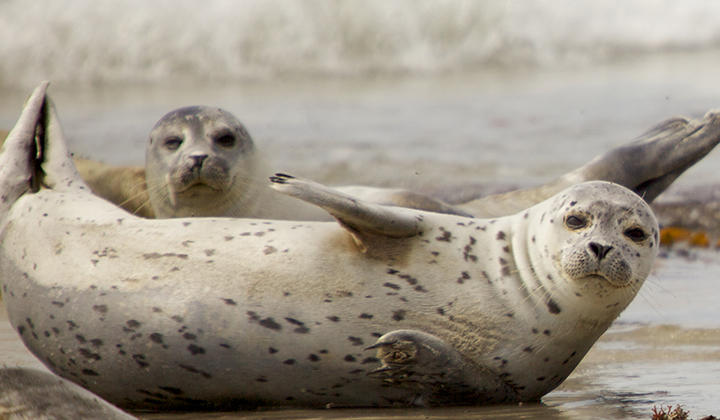 スキューバダイバーに抱きつく野生アザラシ 愛くるしい映像から見えない一面も ニューズウィーク日本版 オフィシャルサイト スキューバダイバーに抱きつく野生アザラシ 愛くるしい映像から見えない一面も ニューズウィーク日本版 オフィシャルサイト