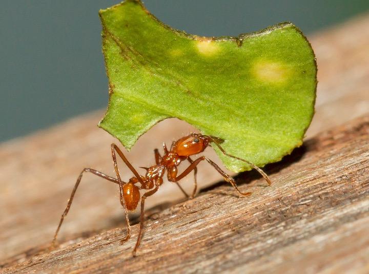 営農するアリ「ハキリアリ」、そのシャープな歯は金属製だった｜ニューズウィーク日本版 オフィシャルサイト