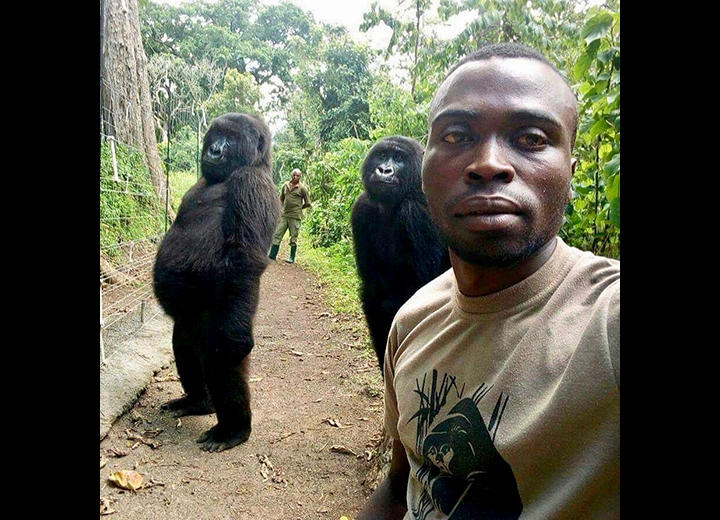 自撮りに写り込むマウンテンゴリラ 自撮りに写り込むマウンテンゴリラ