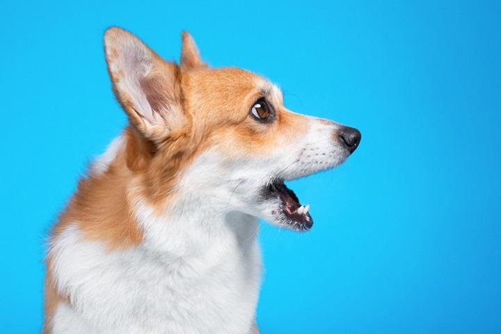 犬には大迷惑 人が犬に吠えかかるtiktokの新 チャレンジ ブームが物議 ニューズウィーク日本版 オフィシャルサイト