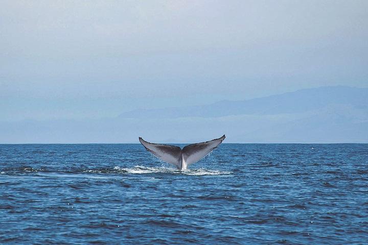 クジラが食べるとオキアミは増える 海洋環境を支える オキアミのパラドックス ニューズウィーク日本版 オフィシャルサイト