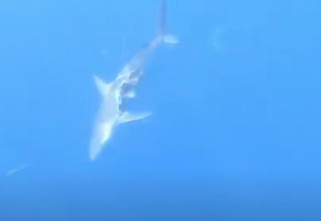 半身を失った ゾンビザメ 10匹に共食いされてなお泳ぎ続ける 動画 ニューズウィーク日本版 オフィシャルサイト