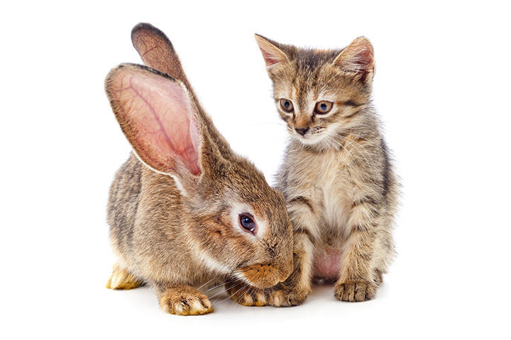 ぬいぐるみ 猫 かわいい アニマル 動物 抱きまくら S ポクシン